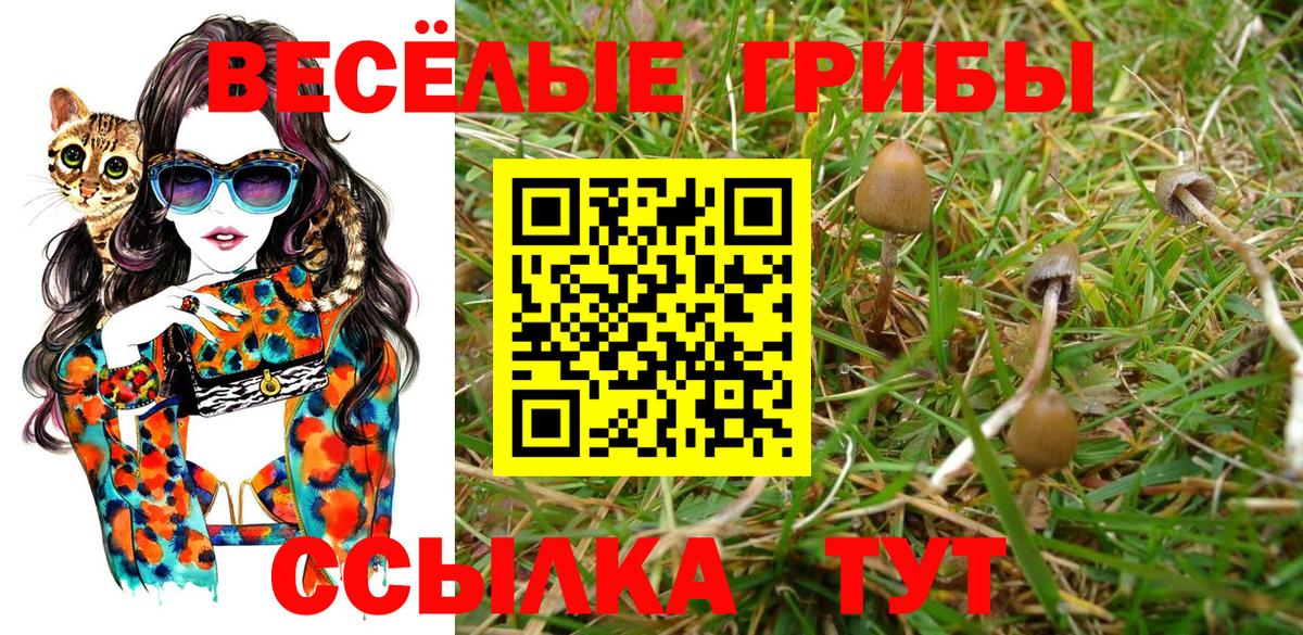 Казань  Псилоцибиновые грибы Psilocybine cubensis  Вход с VPN 